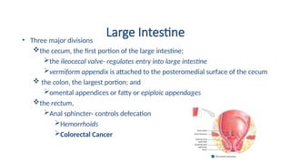 Large Intestine
• Three major divisions
the cecum, the first portion of the large intestine;
the ileocecal valve- regulates entry into large intestine
vermiform appendix is attached to the posteromedial surface of the cecum
 the colon, the largest portion; and
omental appendices or fatty or epiploic appendages
the rectum,
Anal sphincter- controls defecation
Hemorrhoids
Colorectal Cancer
 