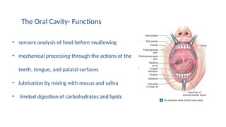 The Oral Cavity- Functions
• sensory analysis of food before swallowing
• mechanical processing through the actions of the
teeth, tongue, and palatal surfaces
• lubrication by mixing with mucus and saliva
• limited digestion of carbohydrates and lipids
 