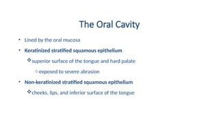The Oral Cavity
• Lined by the oral mucosa
• Keratinized stratified squamous epithelium
superior surface of the tongue and hard palate
oexposed to severe abrasion
• Non-keratinized stratified squamous epithelium
cheeks, lips, and inferior surface of the tongue
 