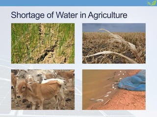 Shortage of Water in Agriculture
 