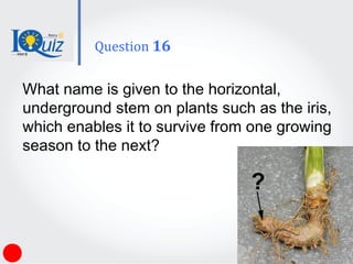 What name is given to the horizontal,
underground stem on plants such as the iris,
which enables it to survive from one growing
season to the next?
Question 16
 