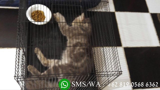Jual Kucing Jakarta +62 819 0569 6362