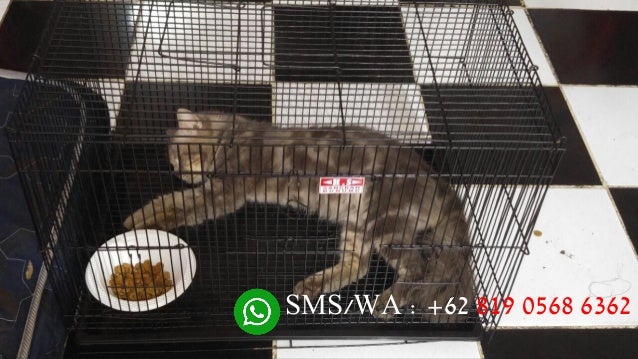 Jual Kucing Jakarta +62 819 0569 6362
