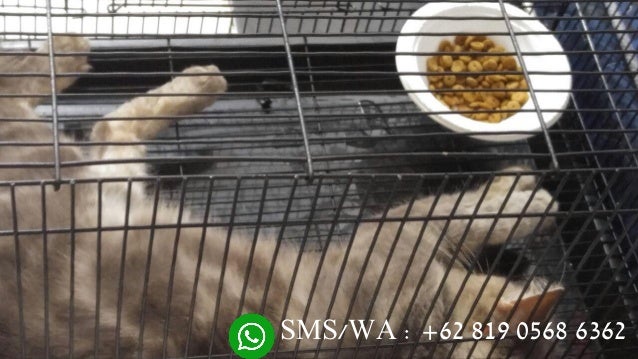 Jual Kucing Jakarta +62 819 0569 6362