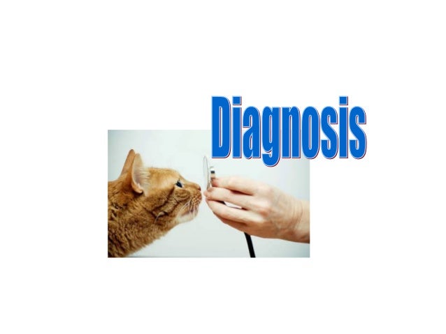 Kucing dan toxoplasma 2012 - triakoso
