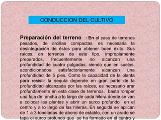 CONDUCCION DEL CULTIVO
Preparación del terreno : En el caso de terrenos
pesados, de arcillas compactas, es necesaria la
desintegración de éstos para obtener buen éxito. Sus
raíces. en terrenos de este tipo, impropiamente
preparados, frecuentemente no alcanzan una
profundidad de cuatro pulgadas; siendo que en suelos.
acondicionados satisfactoriamente alcanzan una
profundidad de 5 pies. Como la capacidad de la planta
para resistir la sequía depende en gran parte de la
profundidad alcanzada por las raíces, es necesario arar
profundamente en esta clase de terrenos. basta romper
una faja de ancha a lo largo de cada hilera donde se van
a colocar las plantas y abrir un surco profundo en el
centro y a lo largo de las hileras. En seguida se aplican
de 1 a 3 toneladas de abono de establo, con un arado se
tapa el surco profundo que .se ha formado en el centro y
 