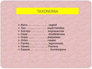 TAXONOMIA
 Reino .... . .. . ..... . ... . . .vegetal
 Tipo . ........... . .... . .. . espermatofitas
 Sub-tipo ...... ......... .. . angiospermas
 Clase .... . ..... . ... . .... . dicotiledóneas
 Grado ......... . .. . .. .. .. .dialipétalas
 Orden .. ...... . . . ........ . rosales
 Familia ... . .... . .. . .... . . leguminosas
 Género ....... . . . . .... .... Pueraria
 Especie ... . ... . . . . . ... . . thumbergiana
 