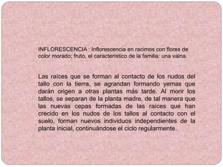 INFLORESCENCIA : Inflorescencia en racimos con flores de
color morado; fruto, el característico de la familia: una vaina.
Las raíces que se forman al contacto de los nudos del
tallo con la tierra, se agrandan formando yemas que
darán origen a otras plantas más tarde. Al morir los
tallos, se separan de la planta madre, de tal manera que
las nuevas cepas formadas de las raíces que han
crecido en los nudos de los tallos al contacto con el
suelo, forman nuevos individuos independientes de la
planta inicial, continuándose el ciclo regularmente.
 