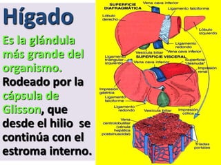 Hígado
Es la glándula
más grande del
organismo.
Rodeado por la
cápsula de
Glisson, que
desde el hilio se
continúa con el
estroma interno.
 