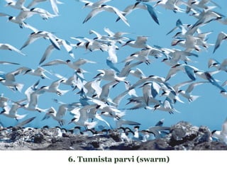 6. Tunnista parvi (swarm)
 