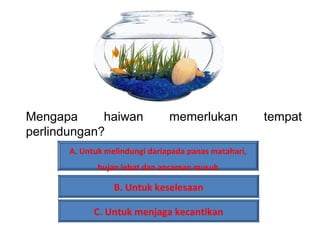 Mengapa      haiwan             memerlukan             tempat
perlindungan?
       A. Untuk melindungi dariapada panas matahari,
              hujan lebat dan ancaman musuh

                  B. Untuk keselesaan

             C. Untuk menjaga kecantikan
 