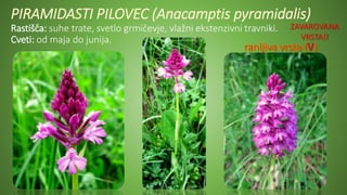 PIRAMIDASTI PILOVEC (Anacamptis pyramidalis)
Rastišča: suhe trate, svetlo grmičevje, vlažni ekstenzivni travniki.
Cveti: od maja do junija.
ZAVAROVANA
VRSTA!!
 