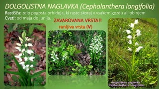 DOLGOLISTNA NAGLAVKA (Cephalanthera longifolia)
Rastišča: zelo pogosta orhideja, ki raste skoraj v vsakem gozdu ali ob njem.
Cveti: od maja do junija.
ZAVAROVANA VRSTA!!
 