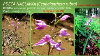 RDEČA NAGLAVKA (Cephalanthera rubra)
Rastišča: uspeva na gozdnih robovih na apnenčastih tleh.
Cveti: od maja do junija.
ZAVAROVANA VRSTA!!
 