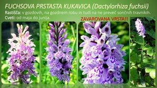 FUCHSOVA PRSTASTA KUKAVICA (Dactylorhiza fuchsii)
Rastišča: v gozdovih, na gozdnem robu in tudi na ne preveč sončnih travnikih.
Cveti: od maja do junija. ZAVAROVANA VRSTA!!
 