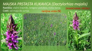MAJSKA PRSTASTA KUKAVICA (Dactylorhiza majalis)
Rastišča: vlažni travniki, bregovi potokov, nizka barja.
Cveti: od maja do junija.
ZAVAROVANA VRSTA!!
 