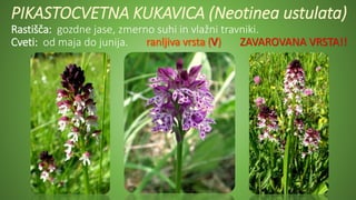PIKASTOCVETNA KUKAVICA (Neotinea ustulata)
Rastišča: gozdne jase, zmerno suhi in vlažni travniki.
Cveti: od maja do junija. ZAVAROVANA VRSTA!!
 