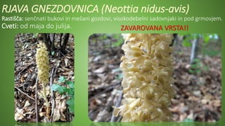 RJAVA GNEZDOVNICA (Neottia nidus-avis)
Rastišča: senčnati bukovi in mešani gozdovi, visokodebelni sadovnjaki in pod grmovjem.
Cveti: od maja do julija. ZAVAROVANA VRSTA!!
 