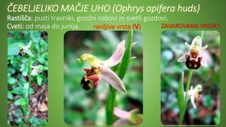 ČEBELJELIKO MAČJE UHO (Ophrys apifera huds)
Rastišča: pusti travniki, gozdni robovi in svetli gozdovi.
Cveti: od maja do junija. ZAVAROVANA VRSTA!!
 