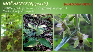 MOČVIRNICE (Epipactis)
Rastišča: gozd, gozdni rob, med grmovjem, po poteh.
Cveti: od julija do avgusta.
ZAVAROVANA VRSTA!!
 