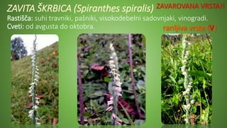 ZAVITA ŠKRBICA (Spiranthes spiralis)
Rastišča: suhi travniki, pašniki, visokodebelni sadovnjaki, vinogradi.
Cveti: od avgusta do oktobra.
ZAVAROVANA VRSTA!!
 