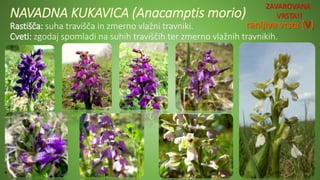NAVADNA KUKAVICA (Anacamptis morio)
Rastišča: suha travišča in zmerno vlažni travniki.
Cveti: zgodaj spomladi na suhih traviščih ter zmerno vlažnih travnikih.
ZAVAROVANA
VRSTA!!
 