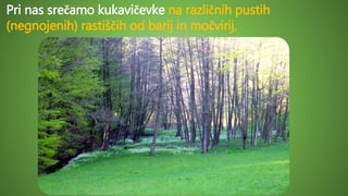 Pri nas srečamo kukavičevke na različnih pustih
(negnojenih) rastiščih od barij in močvirij,
 