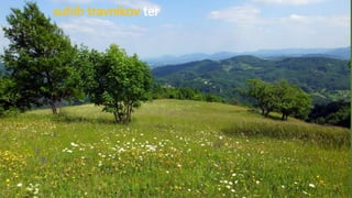 suhih travnikov ter
 