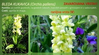 BLEDA KUKAVICA (Orchis pallens)
Rastišča: po svetlih gozdovih, na gozdnih robovih, travnikih poraslih z grmovjem in v sadovnjakih.
Cveti: aprila in maja.
ZAVAROVANA VRSTA!!
 