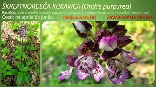 ŠKRLATNORDEČA KUKAVICA (Orchis purpurea)
Rastišča: raste v svetlih listnatih gozdovih, na gozdnih robovih in po suhih travnikih med grmovji.
Cveti: od aprila do junija. ZAVAROVANA VRSTA!!
 