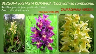 BEZGOVA PRSTASTA KUKAVICA (Dactylorhiza sambucina)
Rastišča: gozdne jase, pusti suhi travniki.
Cveti: od aprila do maja. ZAVAROVANA VRSTA!!
 