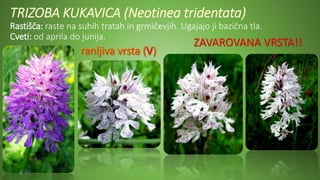 TRIZOBA KUKAVICA (Neotinea tridentata)
Rastišča: raste na suhih tratah in grmičevjih. Ugajajo ji bazična tla.
Cveti: od aprila do junija.
ZAVAROVANA VRSTA!!
 