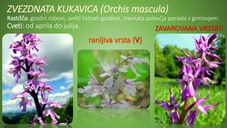 ZVEZDNATA KUKAVICA (Orchis mascula)
Rastišča: gozdni robovi, svetli listnati gozdovi, travnata pobočja porasla z grmovjem.
Cveti: od aprila do julija. ZAVAROVANA VRSTA!!
 