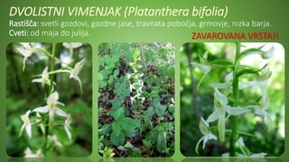 DVOLISTNI VIMENJAK (Platanthera bifolia)
Rastišča: svetli gozdovi, gozdne jase, travnata pobočja, grmovje, nizka barja.
Cveti: od maja do julija. ZAVAROVANA VRSTA!!
 