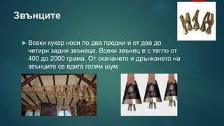 Звънците
 Всеки кукер носи по два предни и от два до
четири задни звънеца. Всеки звънец е с тегло от
400 до 2000 грама. От скачането и дрънкането на
звънците се вдига голям шум
 