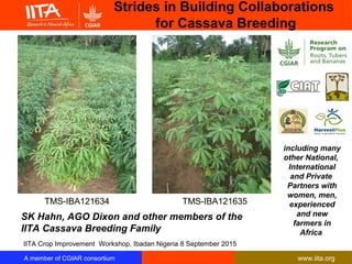 A member of CGIAR consortium www.iita.org
Strides in Building Collaborations
for Cassava Breeding
SK Hahn, AGO Dixon and other members of the
IITA Cassava Breeding Family
IITA Crop Improvement Workshop, Ibadan Nigeria 8 September 2015
TMS-IBA121635TMS-IBA121634
including many
other National,
International
and Private
Partners with
women, men,
experienced
and new
farmers in
Africa
 