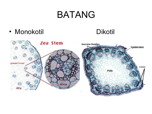 Anatomi Fisiologi Batang Anatomi Fisiologi Batang