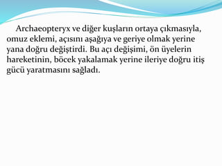 Archaeopteryx ve diğer kuşların ortaya çıkmasıyla,
omuz eklemi, açısını aşağıya ve geriye olmak yerine
yana doğru değiştirdi. Bu açı değişimi, ön üyelerin
hareketinin, böcek yakalamak yerine ileriye doğru itiş
gücü yaratmasını sağladı.
 