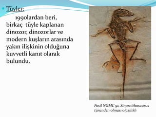  Tüyler:
1990lardan beri,
birkaç tüyle kaplanan
dinozor, dinozorlar ve
modern kuşların arasında
yakın ilişkinin olduğuna
kuvvetli kanıt olarak
bulundu.
Fosil NGMC 91, Sinornithosaurus
türünden olması olasılıklı
 