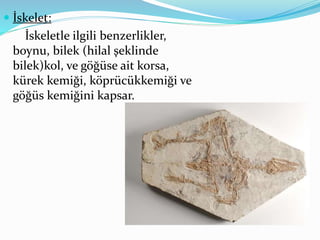  İskelet:
İskeletle ilgili benzerlikler,
boynu, bilek (hilal şeklinde
bilek)kol, ve göğüse ait korsa,
kürek kemiği, köprücükkemiği ve
göğüs kemiğini kapsar.
 