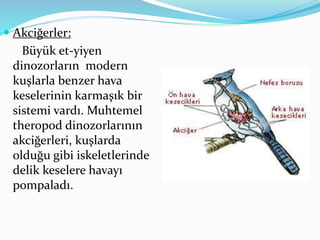  Akciğerler:
Büyük et-yiyen
dinozorların modern
kuşlarla benzer hava
keselerinin karmaşık bir
sistemi vardı. Muhtemel
theropod dinozorlarının
akciğerleri, kuşlarda
olduğu gibi iskeletlerinde
delik keselere havayı
pompaladı.
 