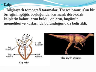  Kalp:
Bilgisayarlı tomografi taramaları,Thescelosaurus’un bir
örneğinin göğüs boşluğunda, karmaşık dört-odalı
kalplerin kalıntılarını buldu, onların, bugünün
memelileri ve kuşlarında bulunduğunu da belirtildi.
Thescelosaurus
 
