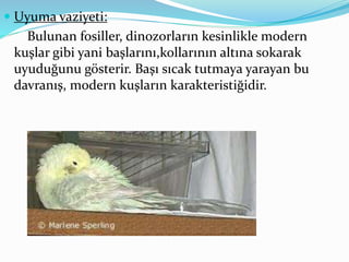  Uyuma vaziyeti:
Bulunan fosiller, dinozorların kesinlikle modern
kuşlar gibi yani başlarını,kollarının altına sokarak
uyuduğunu gösterir. Başı sıcak tutmaya yarayan bu
davranış, modern kuşların karakteristiğidir.
 