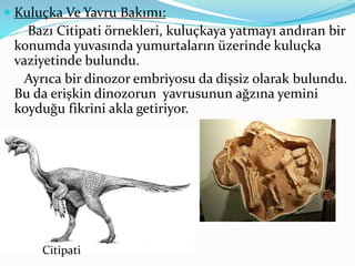  Kuluçka Ve Yavru Bakımı:
Bazı Citipati örnekleri, kuluçkaya yatmayı andıran bir
konumda yuvasında yumurtaların üzerinde kuluçka
vaziyetinde bulundu.
Ayrıca bir dinozor embriyosu da dişsiz olarak bulundu.
Bu da erişkin dinozorun yavrusunun ağzına yemini
koyduğu fikrini akla getiriyor.
Citipati
 