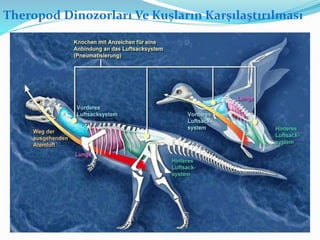 Theropod Dinozorları Ve Kuşların Karşılaştırılması
 