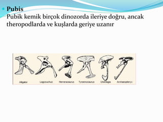  Pubis
Pubik kemik birçok dinozorda ileriye doğru, ancak
theropodlarda ve kuşlarda geriye uzanır
 