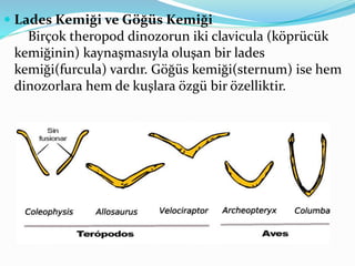  Lades Kemiği ve Göğüs Kemiği
Birçok theropod dinozorun iki clavicula (köprücük
kemiğinin) kaynaşmasıyla oluşan bir lades
kemiği(furcula) vardır. Göğüs kemiği(sternum) ise hem
dinozorlara hem de kuşlara özgü bir özelliktir.
 