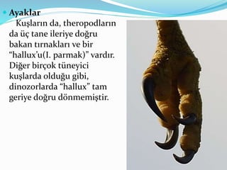  Ayaklar
Kuşların da, theropodların
da üç tane ileriye doğru
bakan tırnakları ve bir
“hallux’u(I. parmak)” vardır.
Diğer birçok tüneyici
kuşlarda olduğu gibi,
dinozorlarda “hallux” tam
geriye doğru dönmemiştir.
 