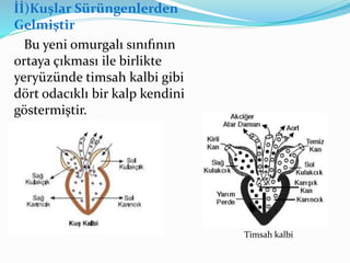 İİ)Kuşlar Sürüngenlerden
Gelmiştir
Bu yeni omurgalı sınıfının
ortaya çıkması ile birlikte
yeryüzünde timsah kalbi gibi
dört odacıklı bir kalp kendini
göstermiştir.
Timsah kalbi
 