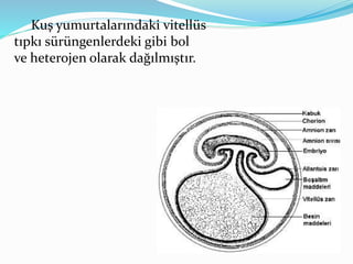 Kuş yumurtalarındaki vitellüs
tıpkı sürüngenlerdeki gibi bol
ve heterojen olarak dağılmıştır.
 